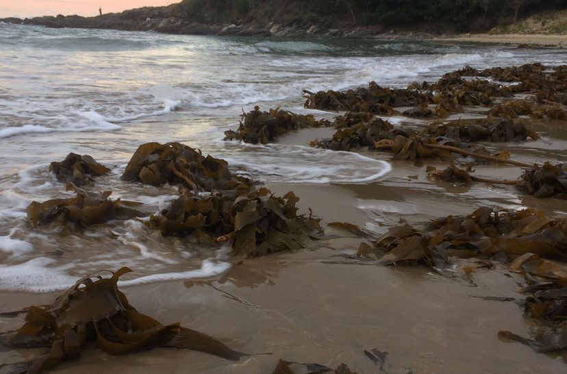 Seaweed kelp on beach_credit Reina Veenhof