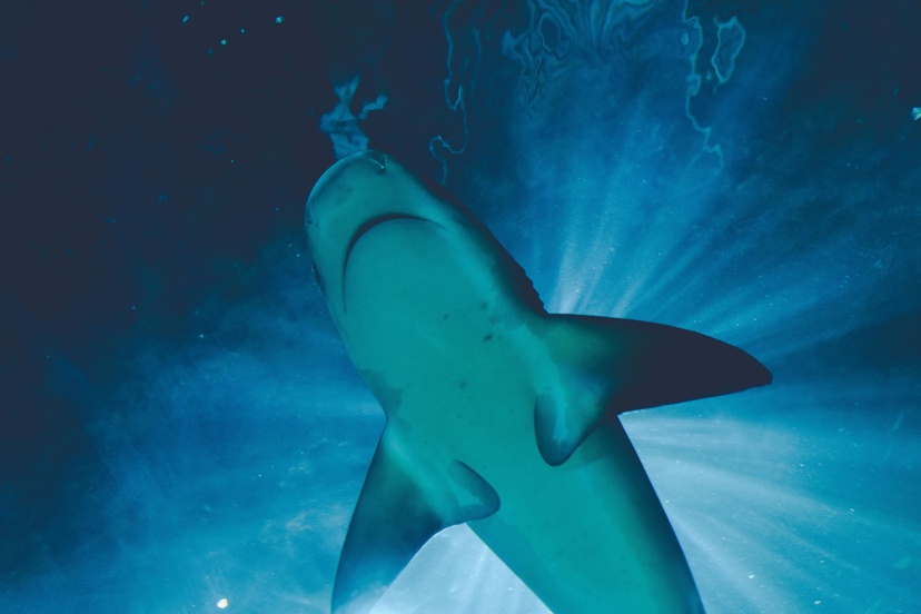 A shark swimming, taken from below