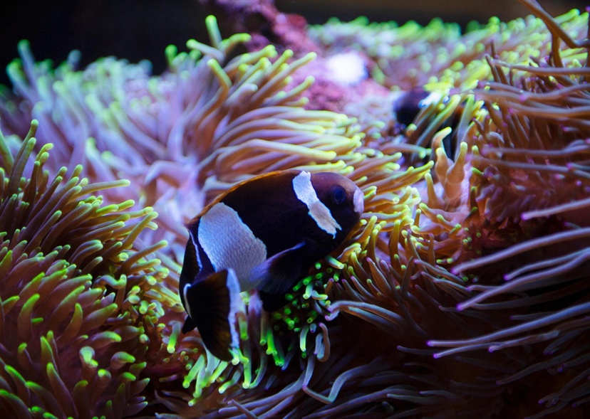 A fish swims amongst sea anemones