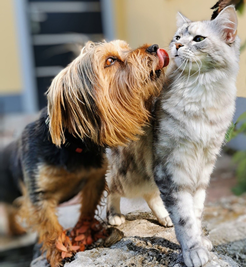 pic of dog licking a cat