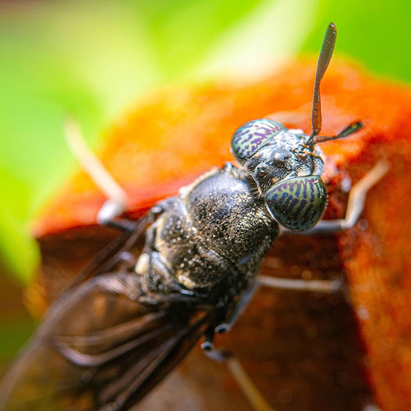 Close up of Black Soldier Fly - research tackles wasted food