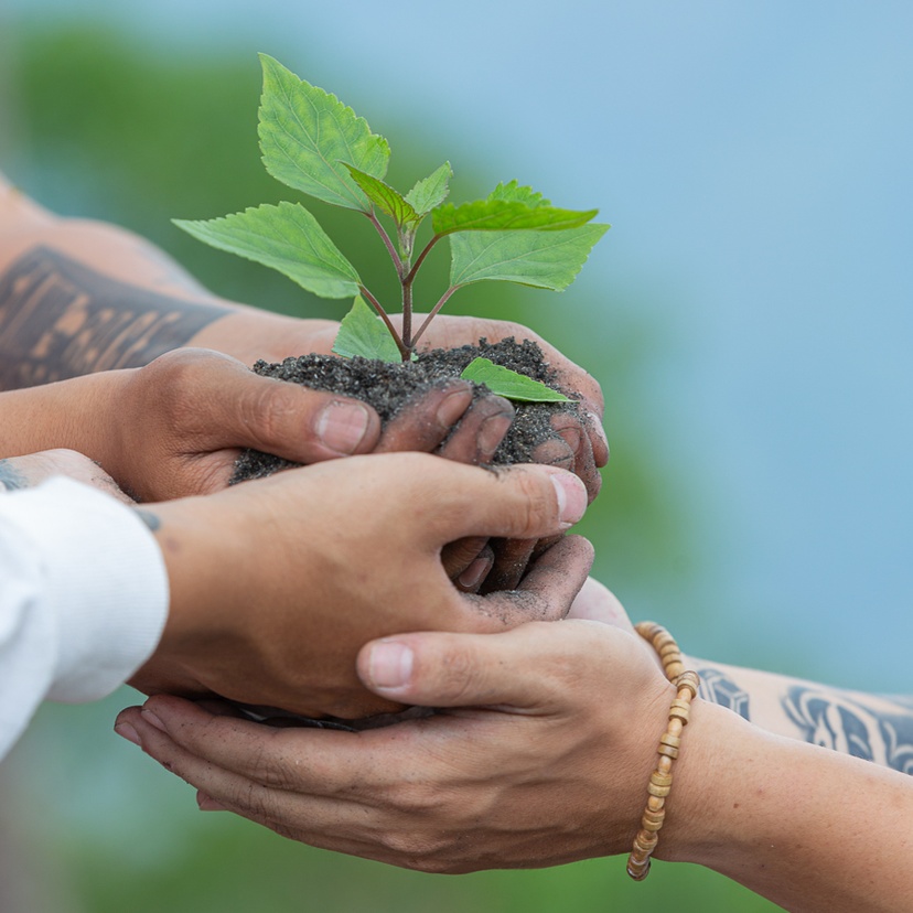 hands holding a seedling in soil