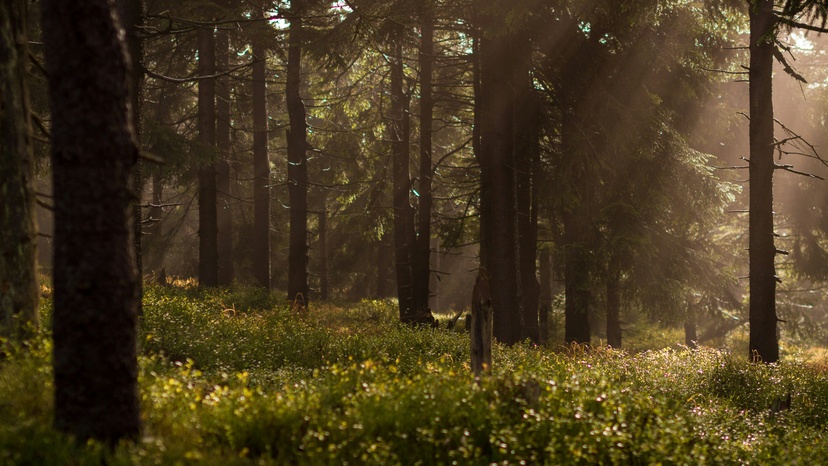 Forest Therapy