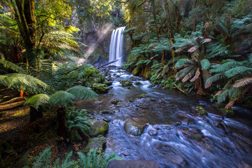 Rainforest