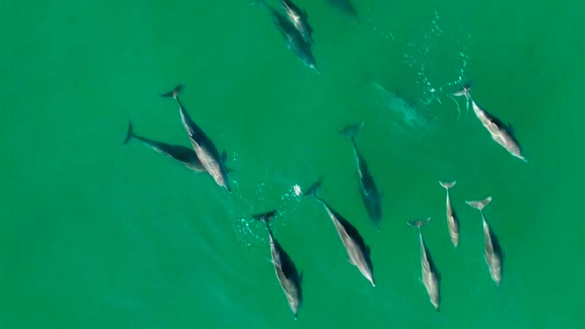 Dolphins as seen from above by a drone.