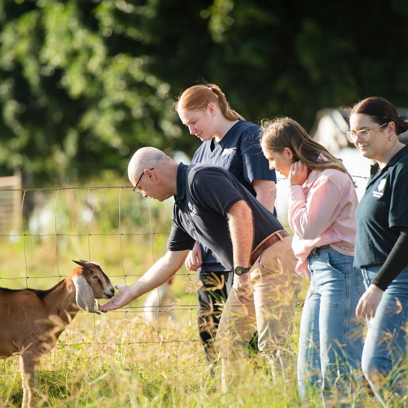 Students feeding a goat in a field