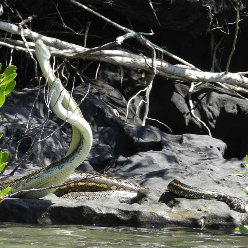 Two pythons in mangroves