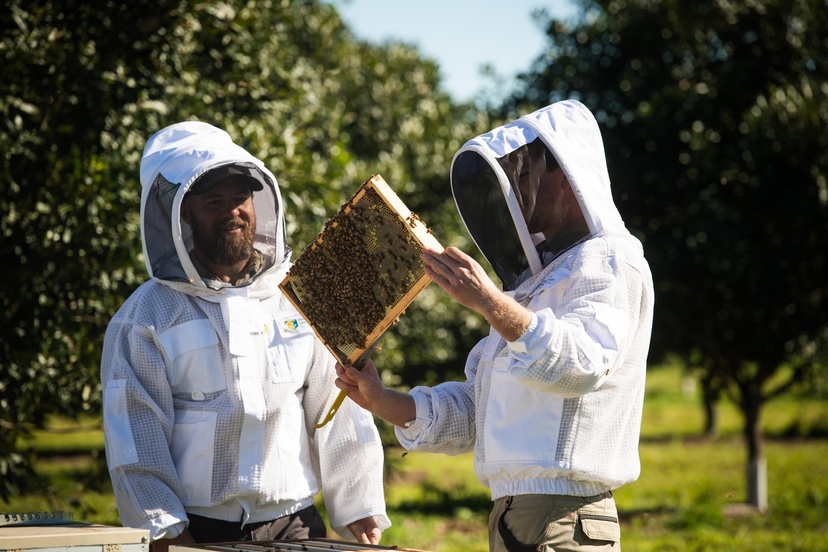 Two people in protective clothing inspecting honeycomb