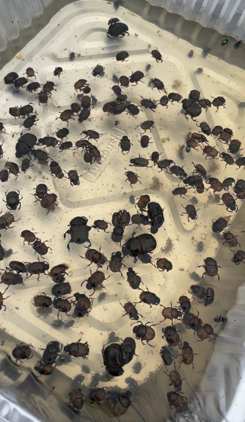 Multiple species of dung beetles floating in a water trap