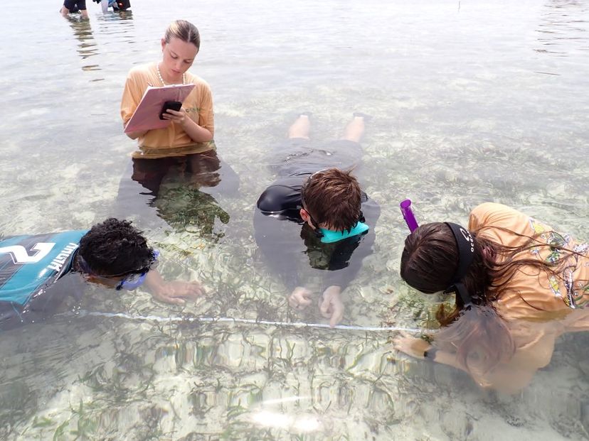A group in shallow water with snorkels looking at seagrass