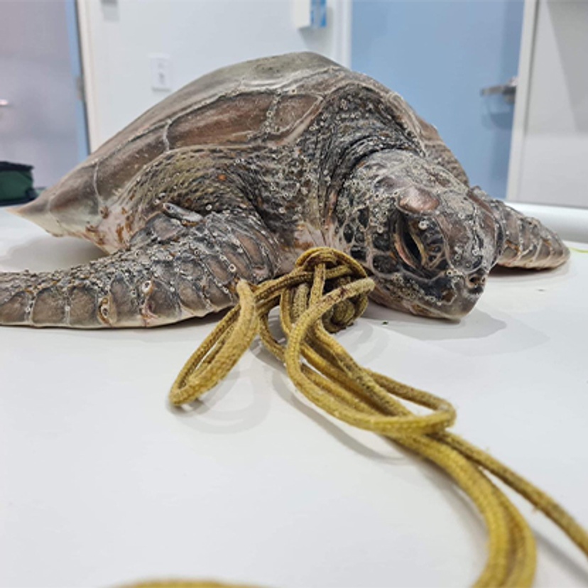 A turtle with yellow cords