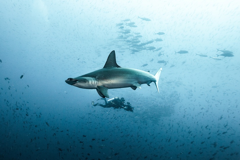 Todd Thimios underwater