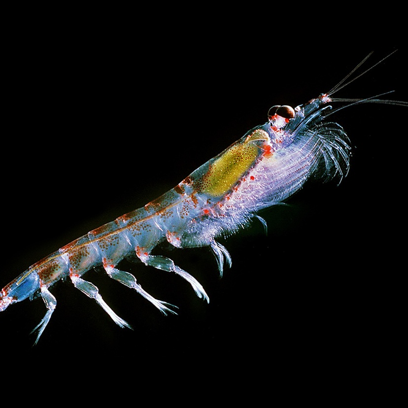 Antarctic Krill. Photo credit: By Krill666.jpg Uwe Kils