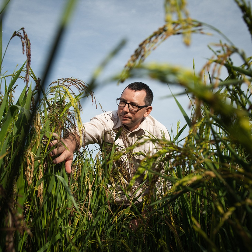 man in rice field