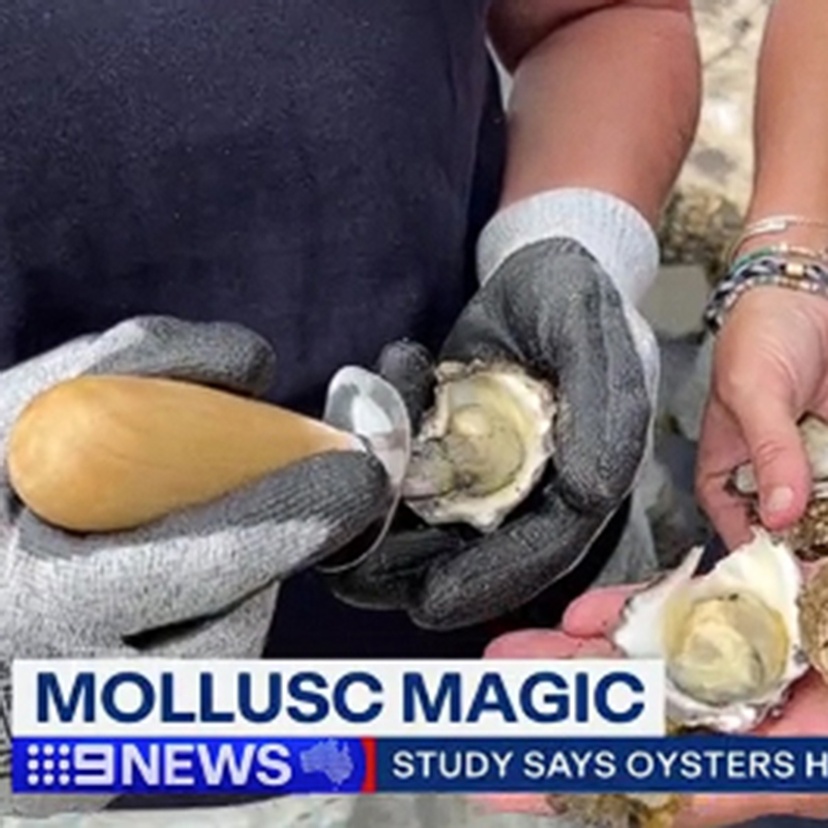 Sydney Rock oyster research featured on Nine News