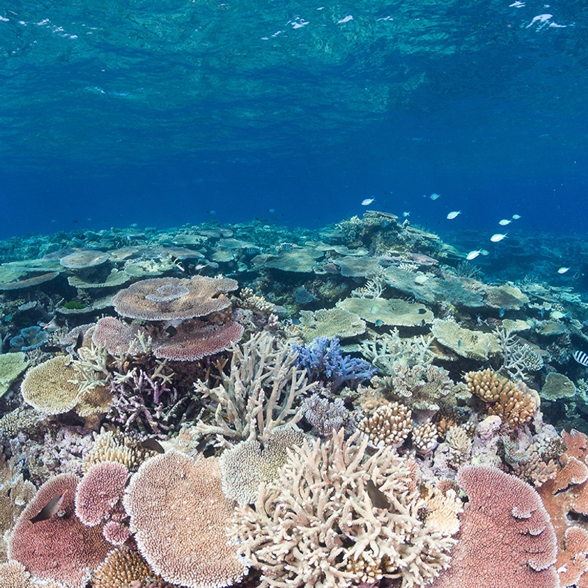 Pristine coral reef. Credit: Ashly McMahon