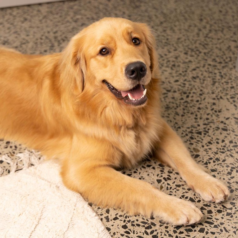 Golden retriever dog
