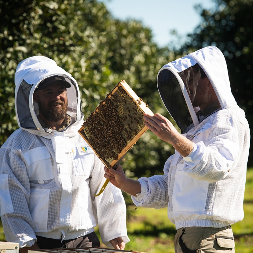 Dr Cooper Schouten and Apiary Technician Pete Wilkins examining bees