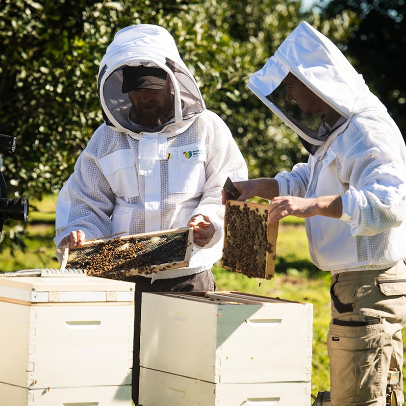 Bee researchers examining bee hives