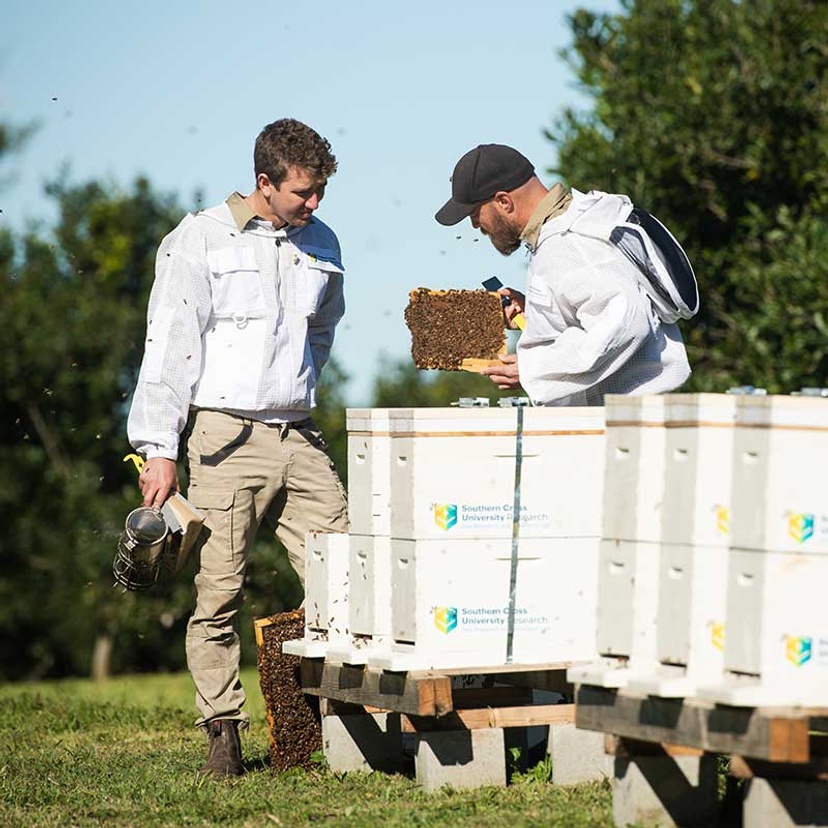 two men inspecting bee hives
