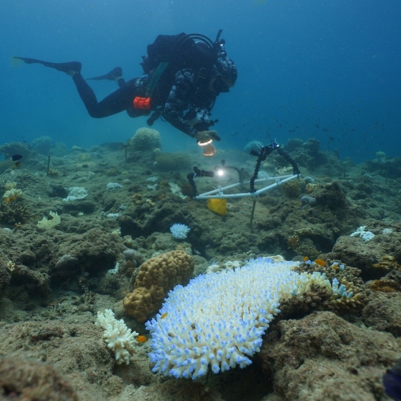 Scuba driver, diving amongst coral