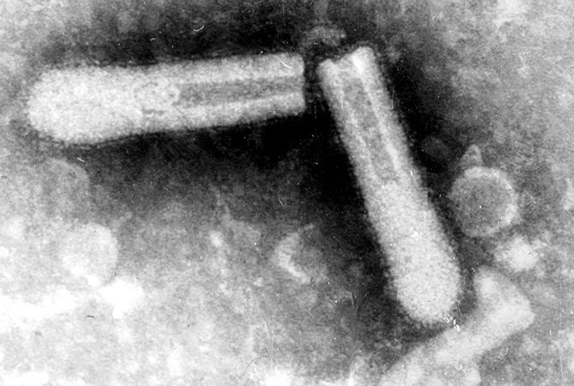 black and white of typical Rhabdovirus viral particles (not Apis Rhabdovirus)
