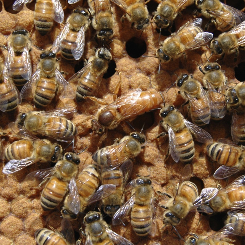 A queeen bee surrounded by her attendant workers