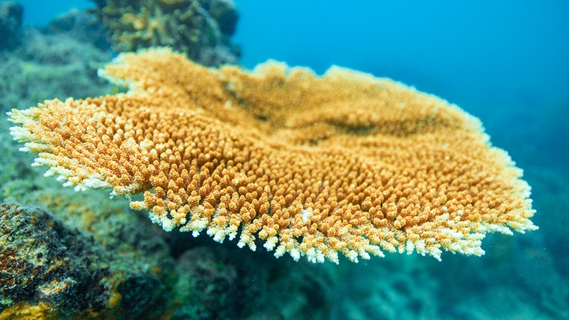 Coral at Lizard Island