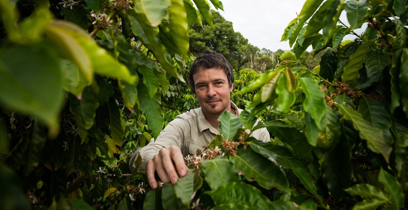 Coffee researcher and scientist Professor Tobias Kretzschmar at a coffee plant trial site in Alstonville