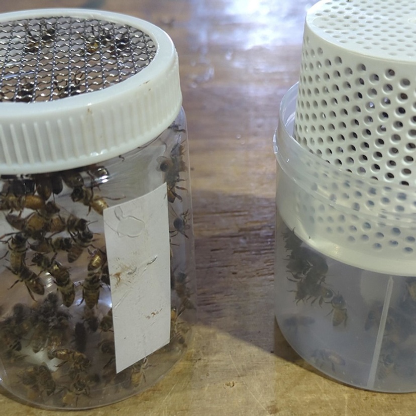 Bees in monitoring tubes