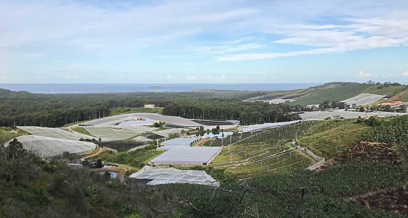 blueberry bushes