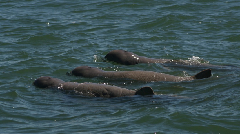 Snubnose dolphin