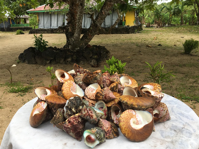 Snail Trochus bundle for sale