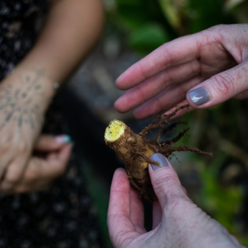 Hands holding an indigenous plant root