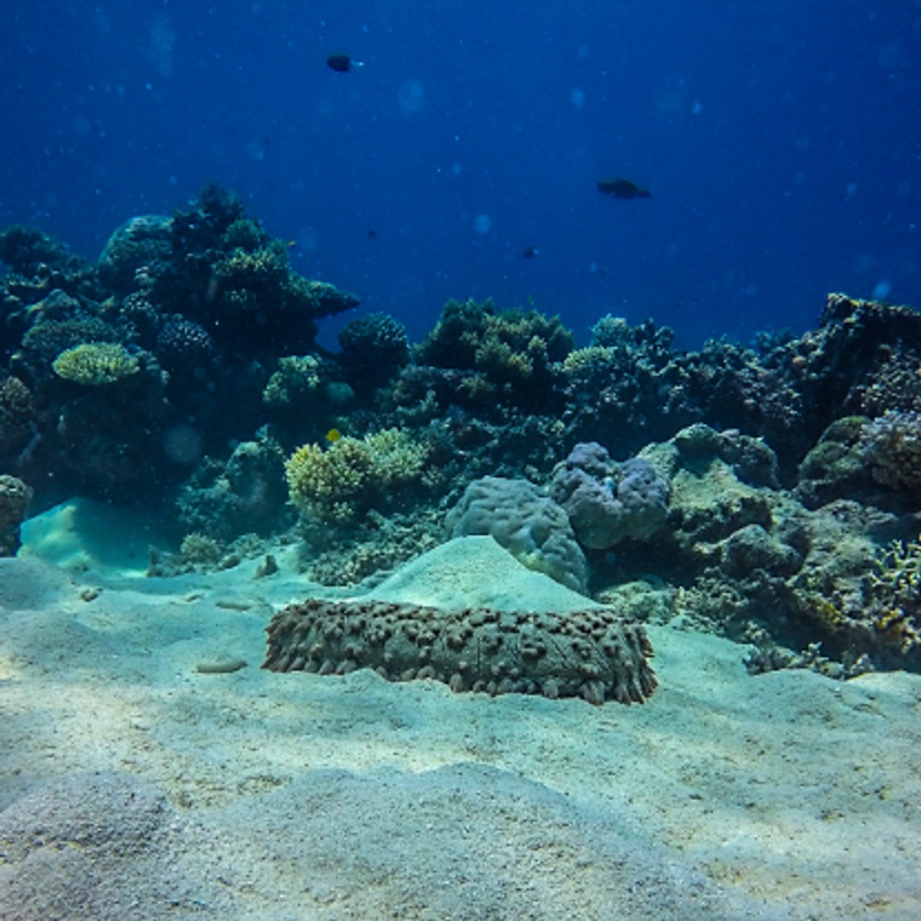 Sea cucumber lying on ocean floor