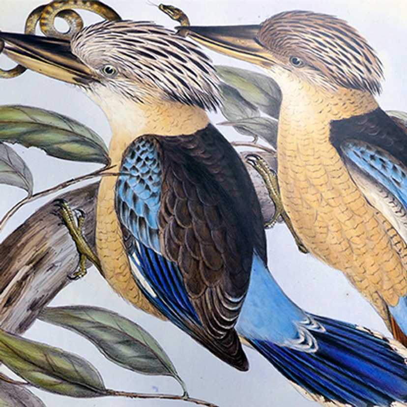 John Gould's, Birds of Australia, King-Breasted Kingfisher