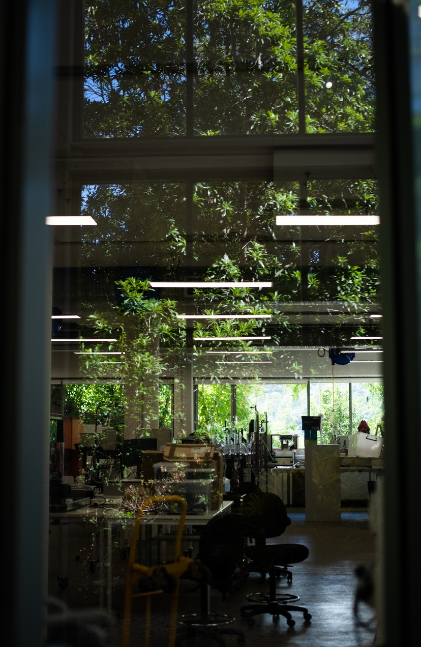 Looking through a building window with leaves reflecting on glass