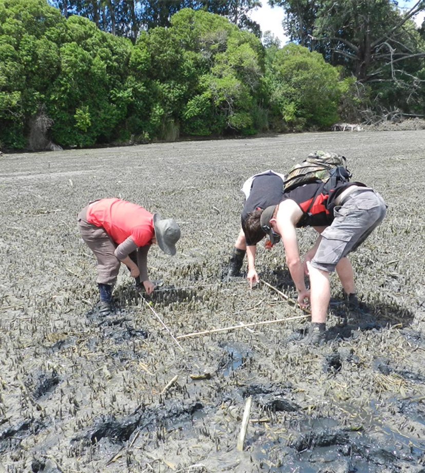 Coastal scientists undertaking mangrove research