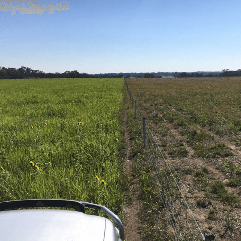 Regen paddock next to conventional paddock.