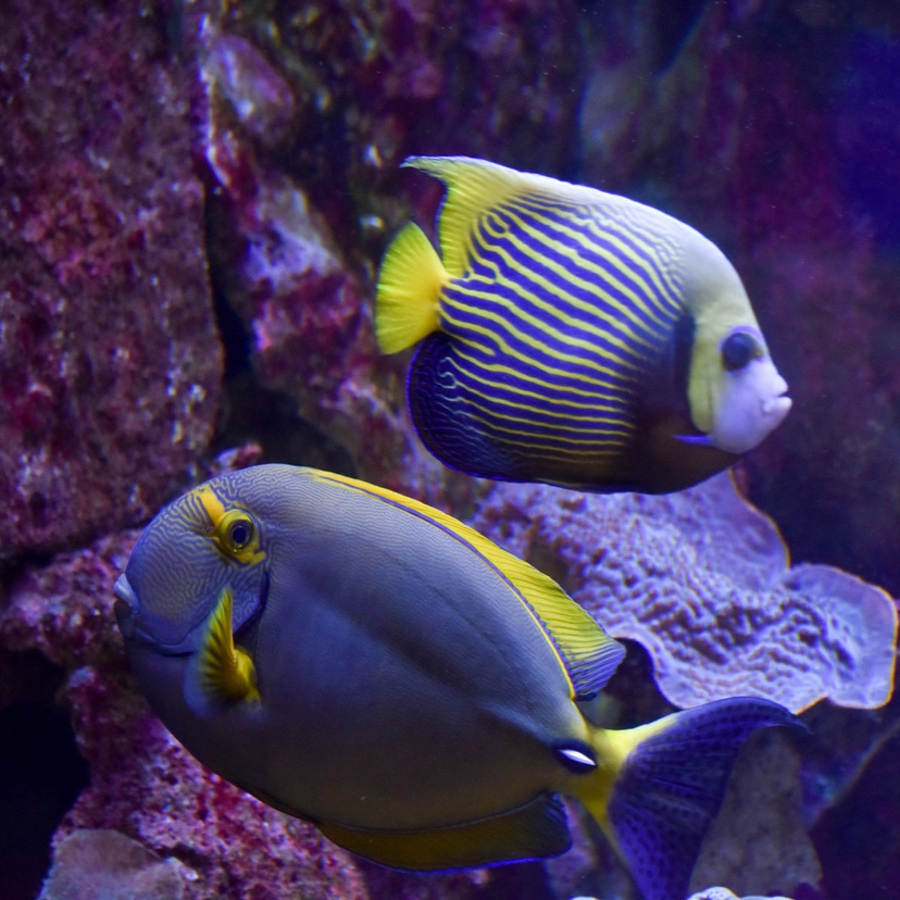 Fish in the aquarium