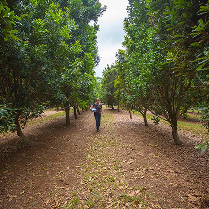 woman standing in macadamia orchard