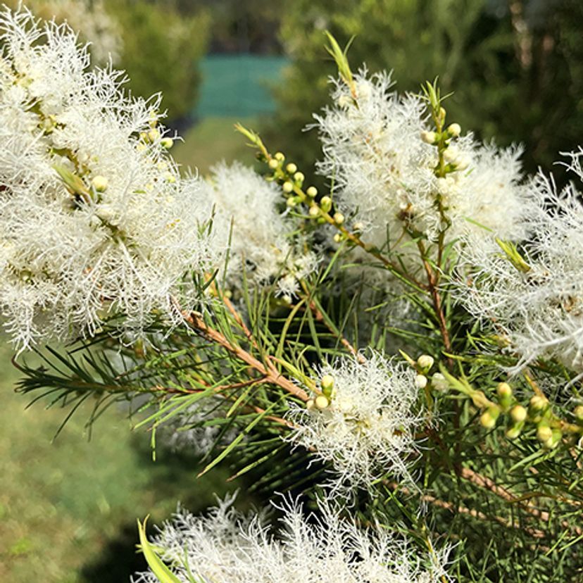 Tea tree in bloom at research site at Lismore campus.
