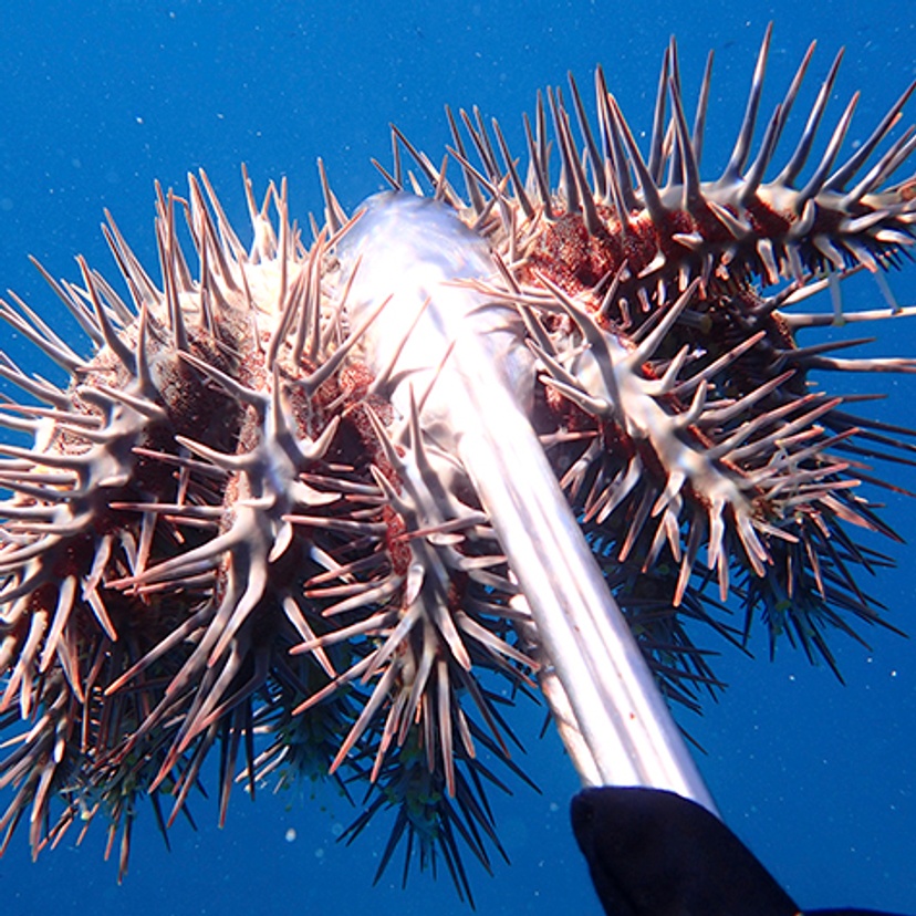 Adult crown of thorns starfish