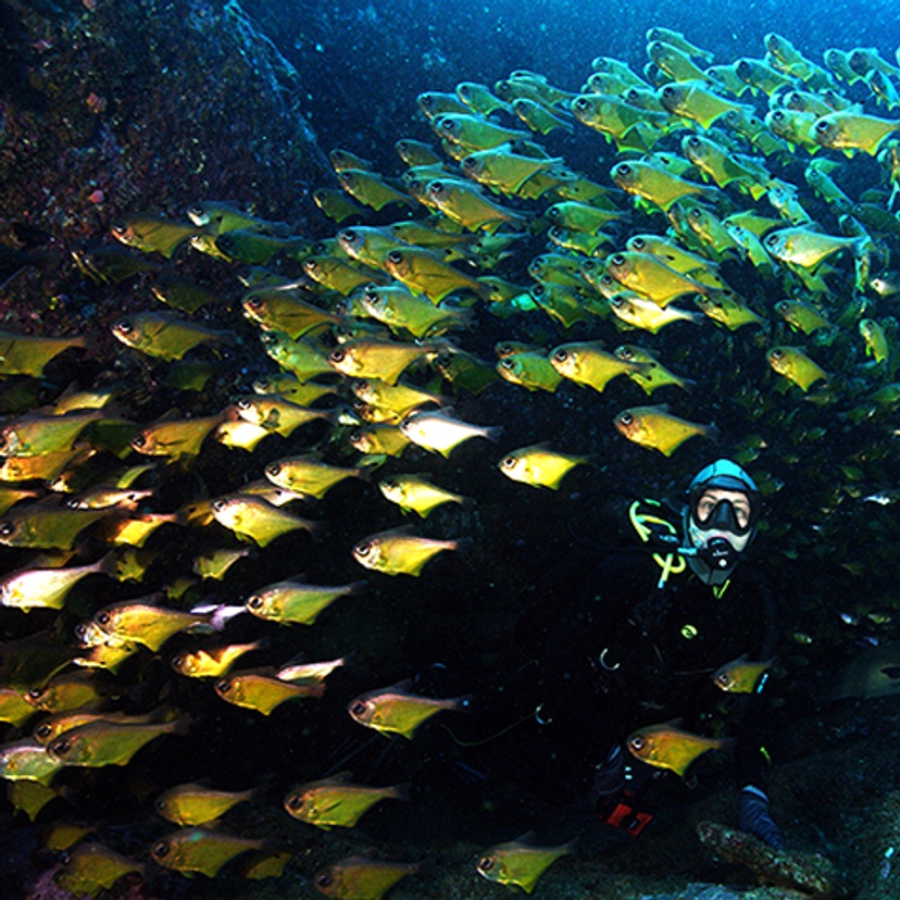 Anna Scott in ABC documentary Australia's Ocean Odyssey