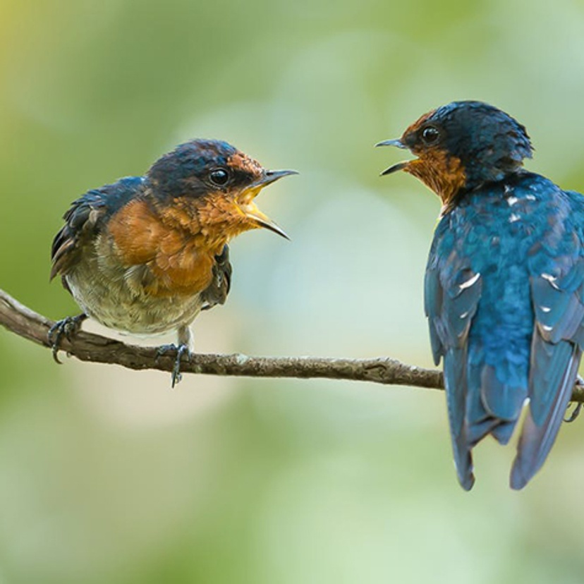 The Conversation birds Les Christidis