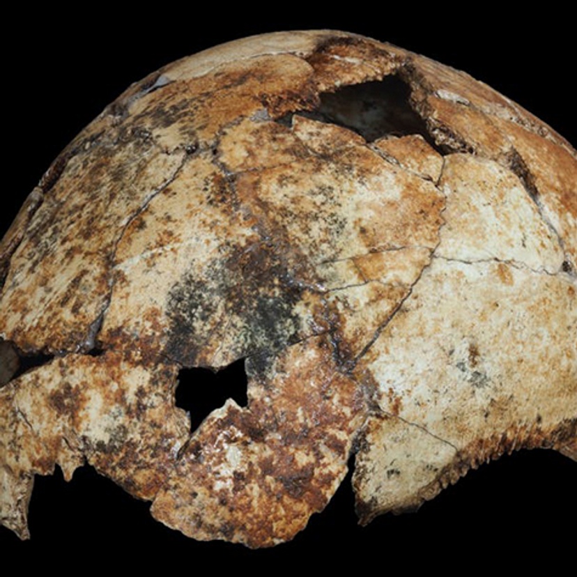 Homo erectus cranium, credit: Matthew V. Caruana