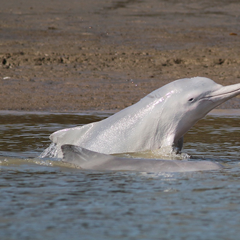 Humpback dolphin strand feeding