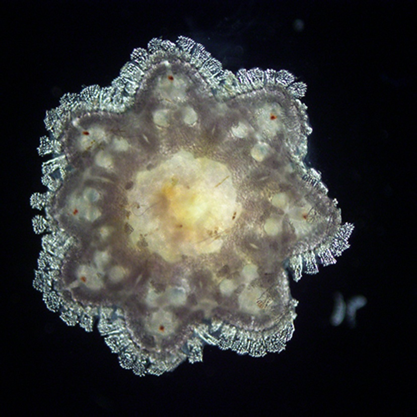 Crown of thorns starfish newly settled juvenile credit Benjamin Mos