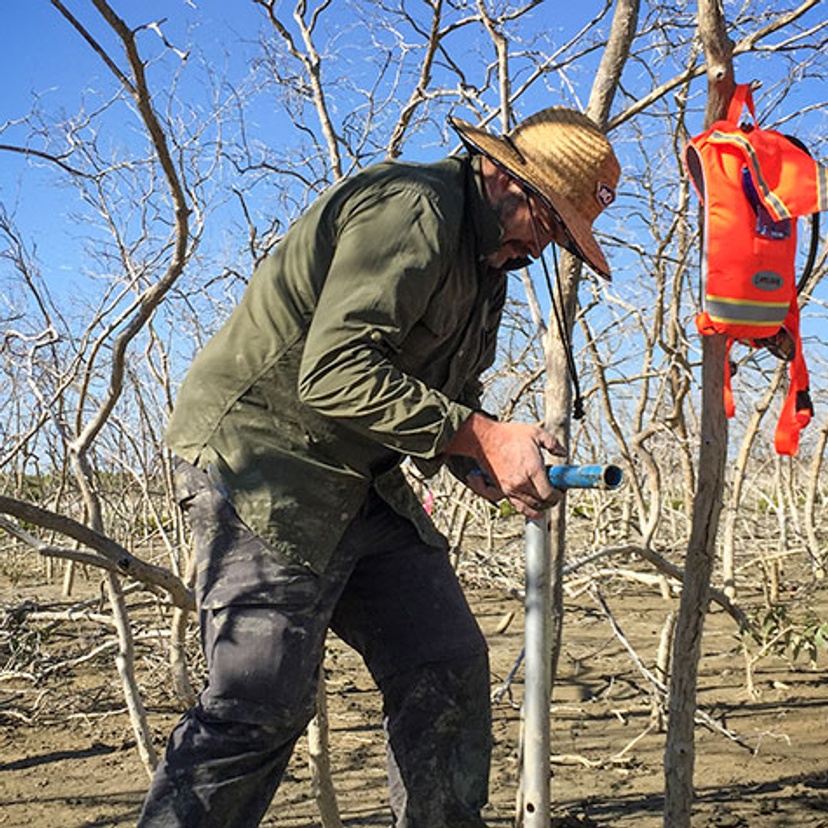 Damien Maher tree research
