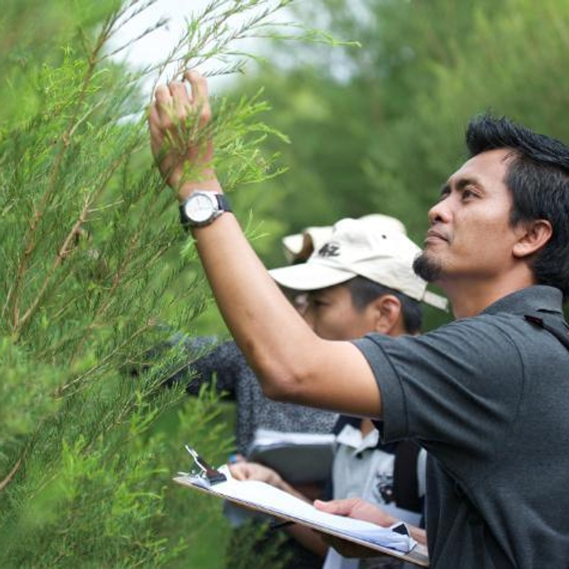 Man inspecting branch of tree